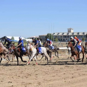 速度點(diǎn)燃錫林郭勒：2025中國(guó)速度賽馬積分賽激情上演