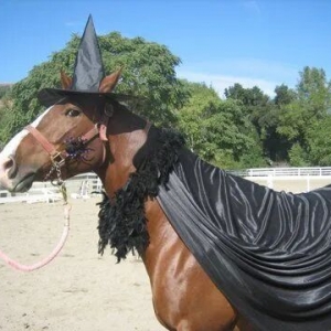 馬術(shù)梗圖 | 來(lái)汲取萬(wàn)圣節(jié)裝扮靈感吧！